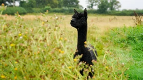 „Sie machen einen Märtyrer aus Geronimo“