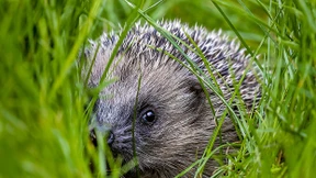 Rettung vor dem Mähroboter!