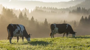 Die Mondscheinbauern und die Angst vorm Wolf