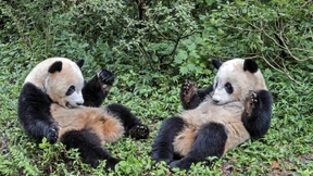 Pekings ökologischer Weltfrieden