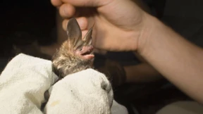 Eichen bleiben als Nistbäume stehen