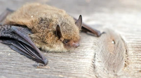 Die Kinderstube kleiner Jäger