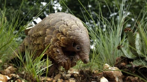 Die Rache des Schuppentiers