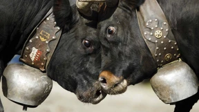 Streit um die Kuhglocke