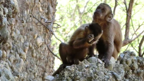 Diese Affen leben in der Steinzeit