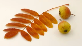 Ich begehre zu wissen, wo es Blaubeeren gibt