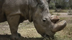 Nashornbulle attackiert Auto von Tierpflegerin