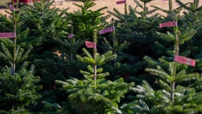 Öko-Weihnachtsbäume wachsen weiter