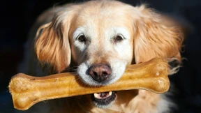 Nestlé macht jetzt Online-Hundefutter