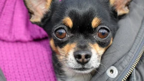 Verfassungsgericht urteilt zum Tod einer Chihuahua-Hündin