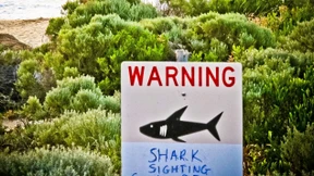 16-Jähriger von Hai angegriffen und schwer verletzt