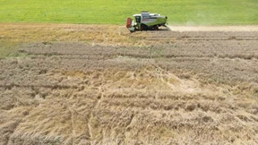 Enttäuschende Getreideernte