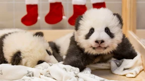 So heißt der süße Panda-Nachwuchs