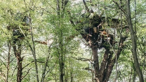 Öko-Kämpfer im Baumhaus