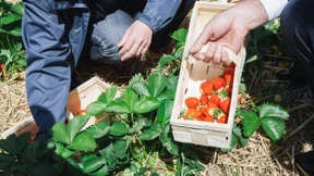 Erdbeeren so früh wie noch nie