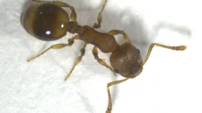 Auch für Ameisen kann Einsamkeit schädlich sein