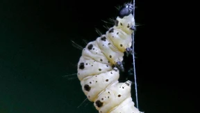 Kampf gegen Eichenprozessionsspinner, Maiswurzelbohrer & Co.