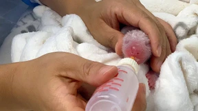 Pandababys haben einen „Bärenhunger“