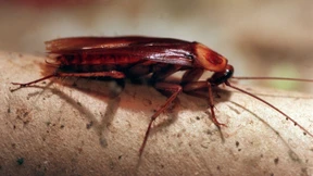 Ordnungsamt schließt Restaurants und Märkte in Frankfurt