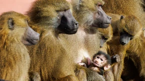 Nürnberger Tiergarten tötet zwölf Paviane