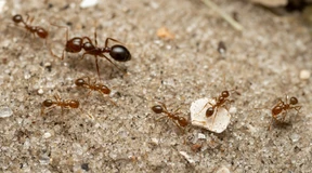 Invasive Rote Feuerameise erstmals in Europa nachgewiesen