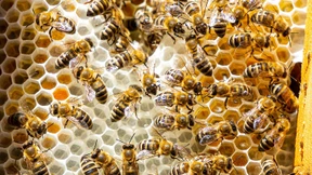 Zoobesuch als Projektförderung