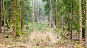 Ein Wald wird geerntet 