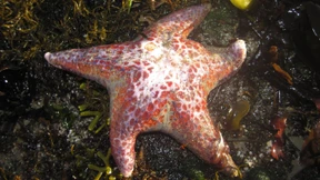 Das unheimliche Sterben der Seesterne