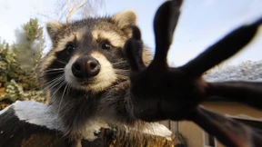 „Die Rasselbande zerstört alles“