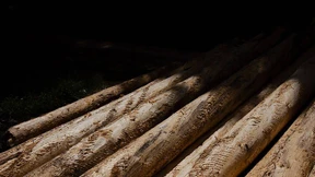 „Die Borkenkäferdynamik ist Wahnsinn“