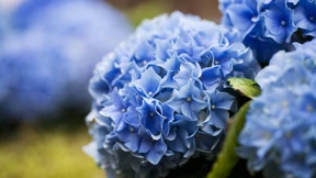 Gesucht: die Blaue Blume