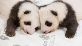 So kuscheln die Berliner Baby-Pandas