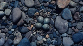 Erst das Ei, dann der Vogel