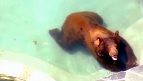 Bär planscht im Swimmingpool
