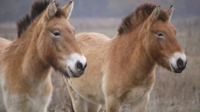Aus Hessen in die mongolische Steppe