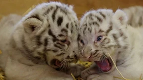 Flauschiger Nachwuchs