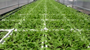 Tomaten aus der Wüste