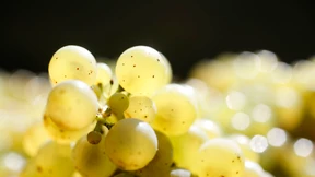 Edelsüße Weine sind Meisterstücke des Winzerhandwerks