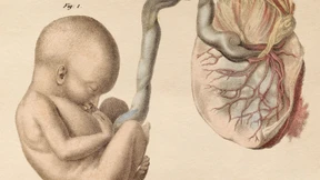 Welchen Einfluss hat das Verhalten der schwangeren Frau auf das Kind?