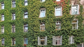 Politiker verteidigen Pläne für begrünte Fassaden