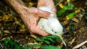 Weiße Kiwi-Junge „wie Sechser im Lotto“