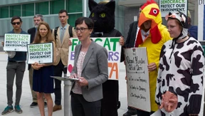 Amerika hat Angst vor britischem Rinderwahn