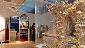 Mehr Bewusstsein für Korallenriffe