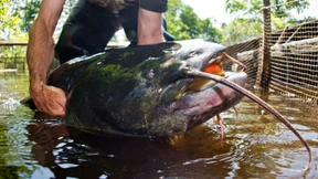 Fränkischer Riesenwels komplett verspeist