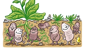 Die Entdeckung des pflanzlichen Mikrobioms