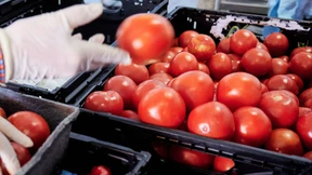 13 Kilogramm Tomaten