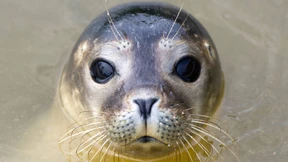 Rätsel um tote Robben an der Nordseeküste