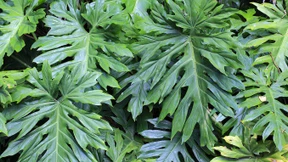 Es muss nicht immer eine Monstera sein