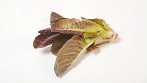 Behörden warnen vor vergiftetem Romanasalat