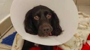 Cockerspaniel frisst Corona-Maske